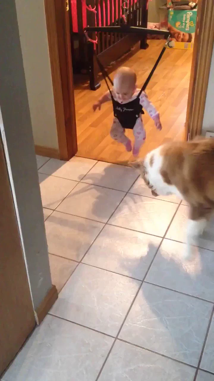 赤ちゃんにジャンプのやり方を教えてた犬見て
 https://t.co/BJrlIDjtWM