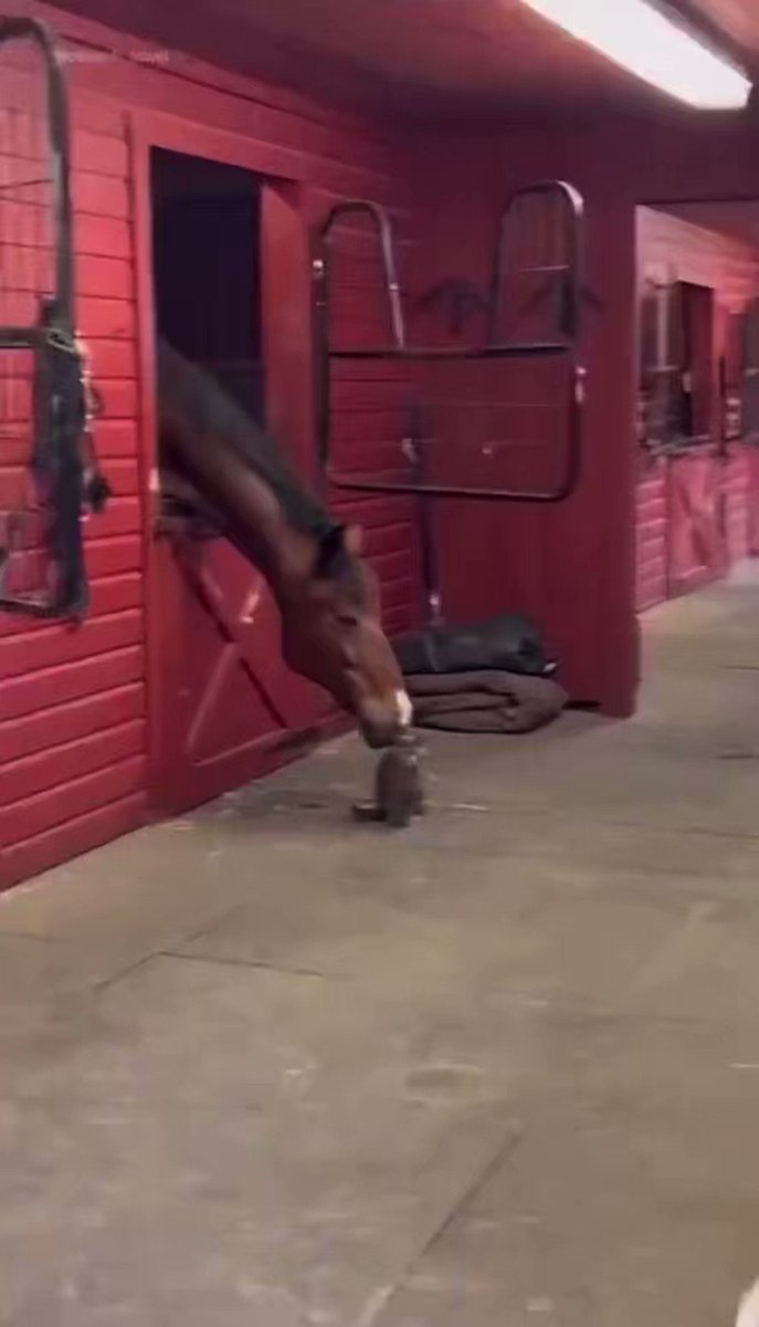 everybody wants to pet the cat https://t.co/C1thsHMr7Z