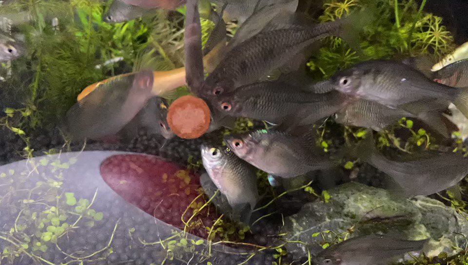 真的可以看一下午。。
我在纠结准备。。
要不要搞第二个缸 。。 https://t.co/W18EAzUS49