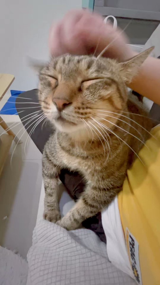 沈浸式擼貓🫶🏻🫶🏻（可開聲音

可愛哭了我的天(o´艸`)

#三寶是隻話癆胖貓咪 https://t.co/wGi0bhzOp6