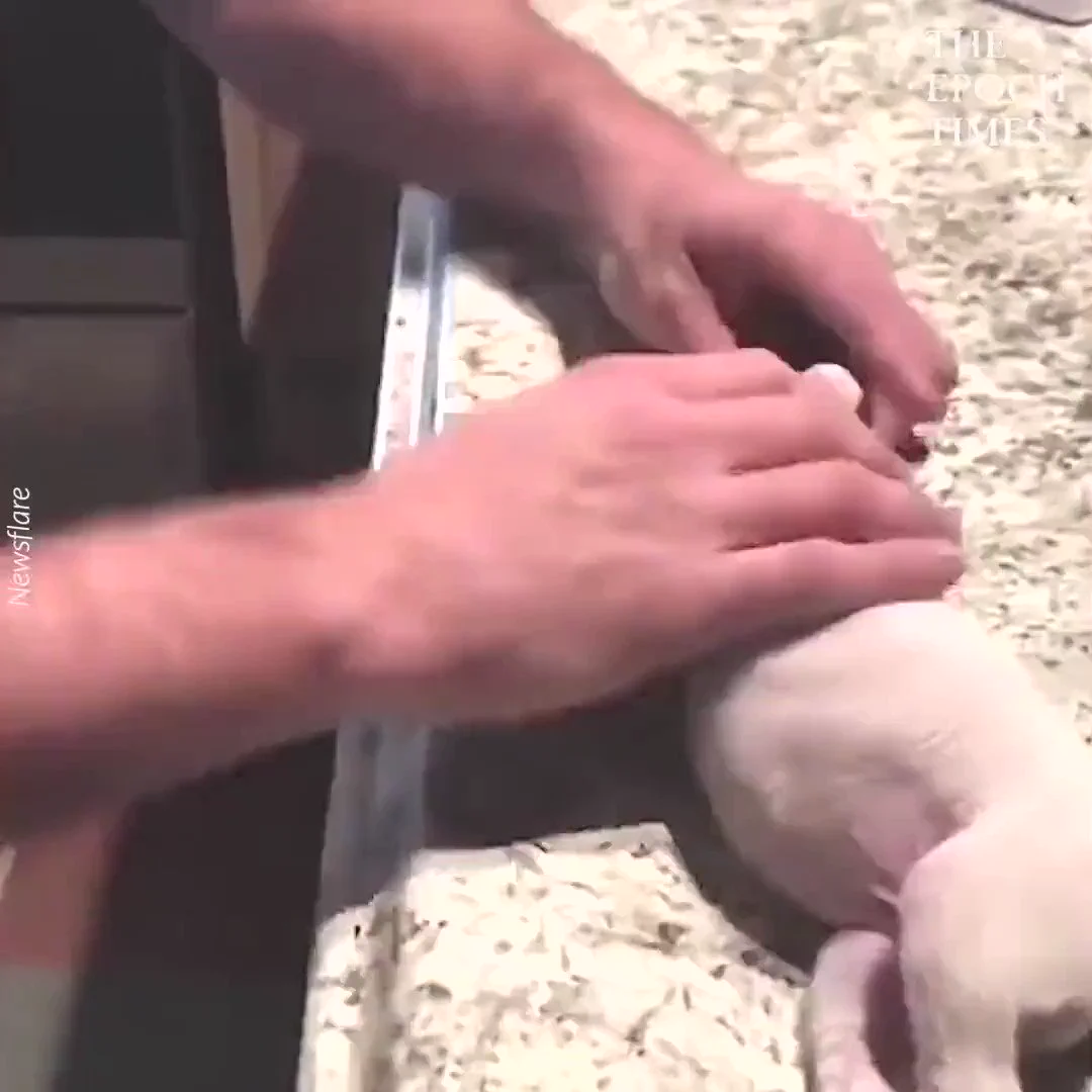 Man miraculously revives tiny puppy by performing CPRhttps://t.co/7RV0Q880kL
