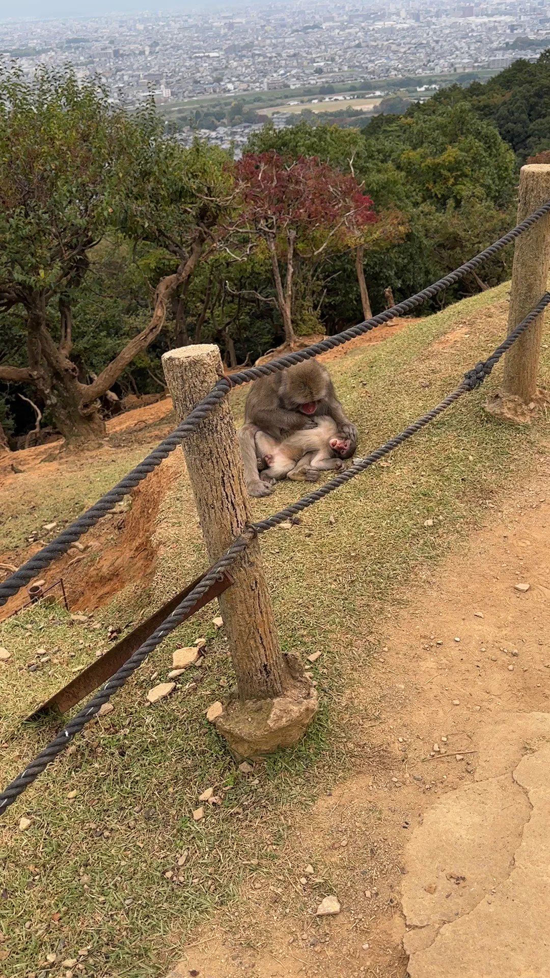 🐒 arashiyama https://t.co/Ct9RwBfXo9