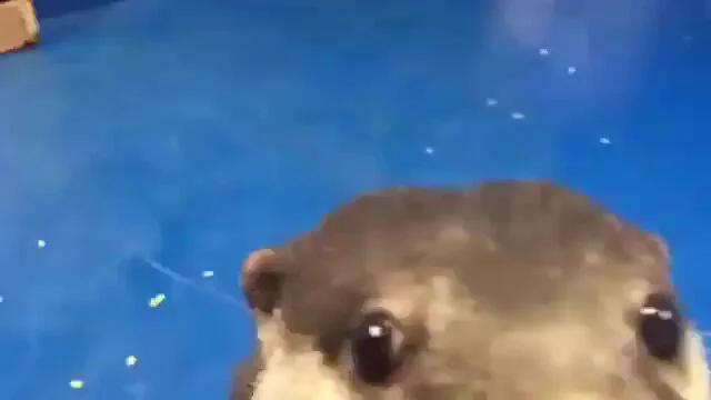 あのぉ〜、すみません...

よかったら頭ナデナデして

もらえないでしょうか？

いえ、お手すきの時でいいんですけど🦦😅
https://t.co/pK4puUIlhw