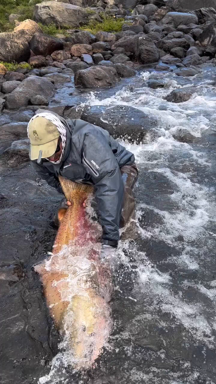 Size of this salmon 

 https://t.co/EhgHiWp1zK