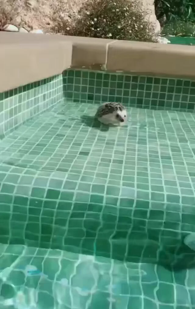 Have you ever seen hedgehog swim https://t.co/8JhTqbMKA3
