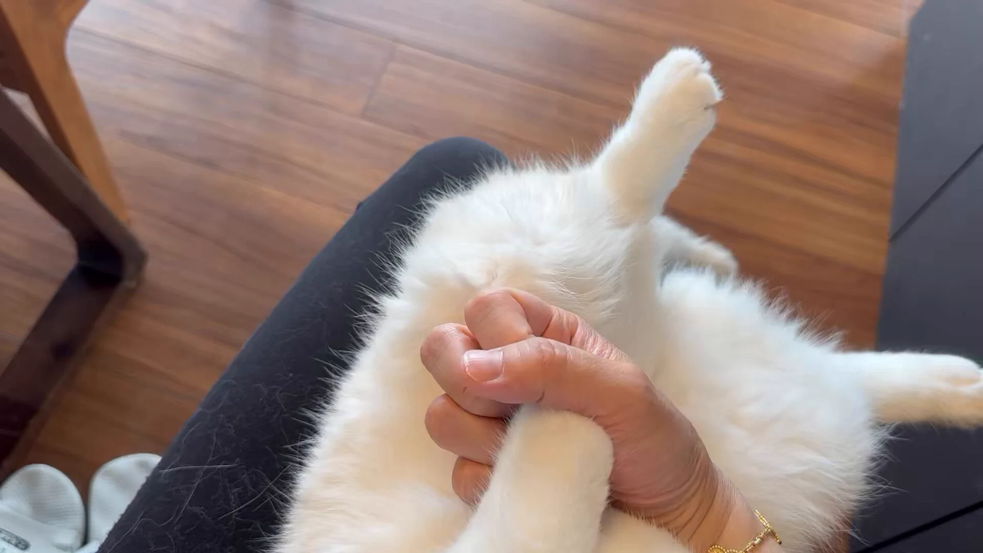 突如始まった猫とのグーパー遊び見て
 https://t.co/8iqju2S3Pf