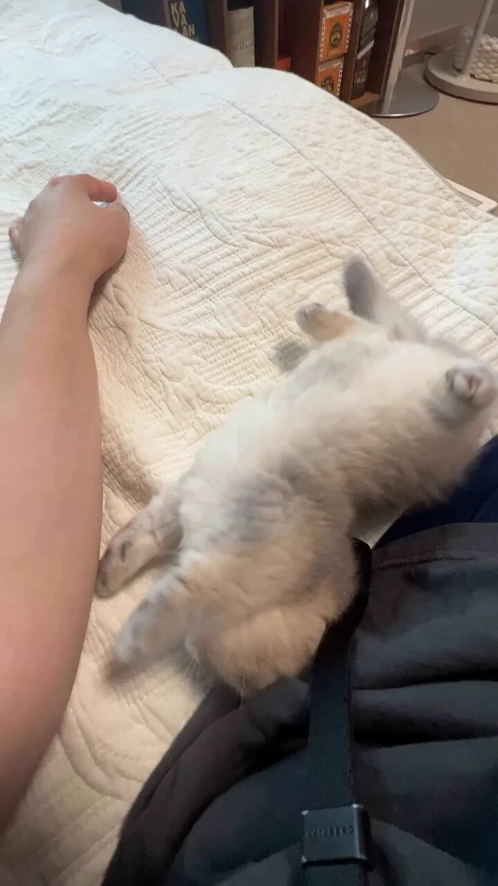 Aww, just wants some love! https://t.co/DyPsLFZQvF