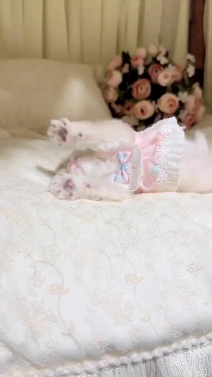 Cat love in its purest form 😺💞 https://t.co/EER7U0s3oY