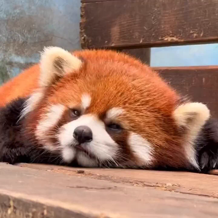 Lazy 🐻 https://t.co/0gSIOpUevS