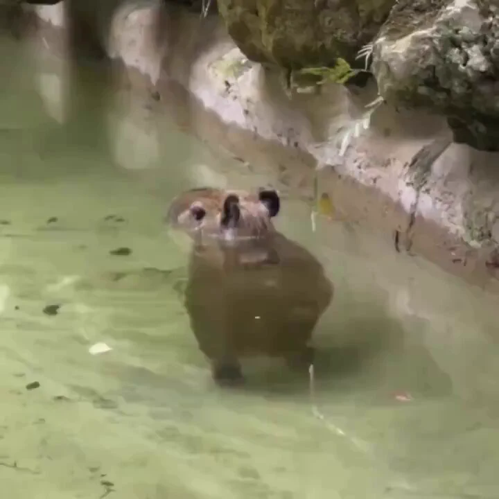 Baby capybara walking in the pool.. 😅 https://t.co/EacXOX6WiN