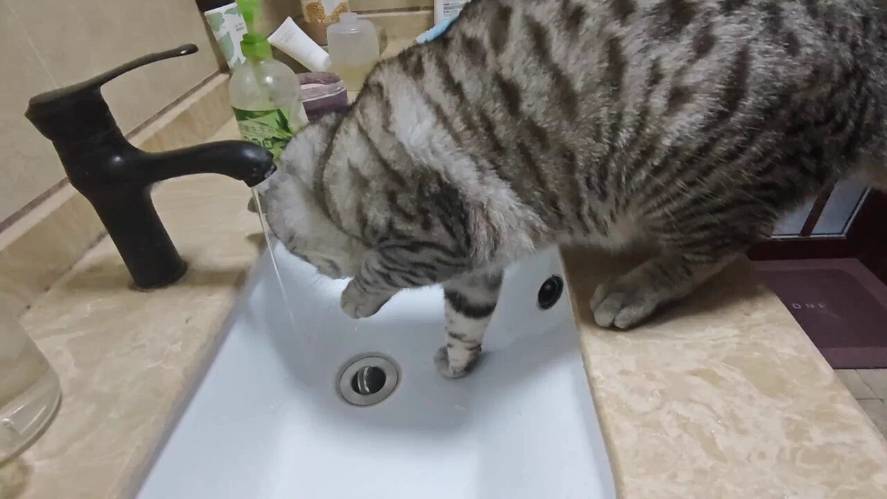 今天是是叶灵朋友家的可爱猫猫！
喝水喝到一半干脆开始洗脸:) https://t.co/PM9bdJv2J6