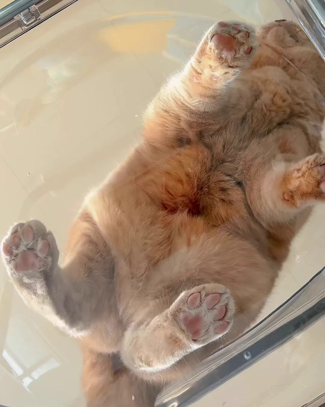 猫飼いが
ガラステーブルを買うべき理由

 https://t.co/5GIG6OZvmx
