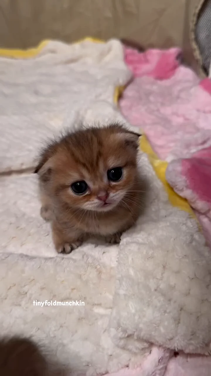 So cute and so sweet kitten 😽💕 https://t.co/htiigcWPR4
