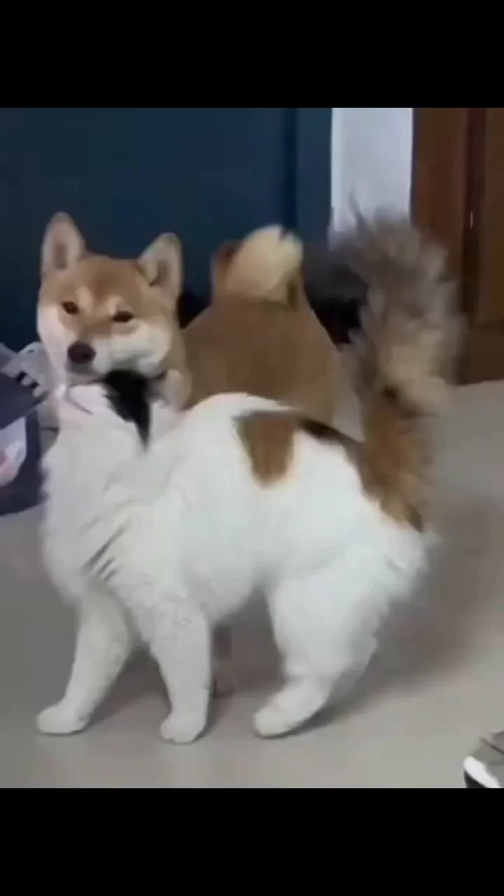 柴犬の事好きすぎる猫さん、好意振りまくりで可愛い
 https://t.co/ukJy8ksvET