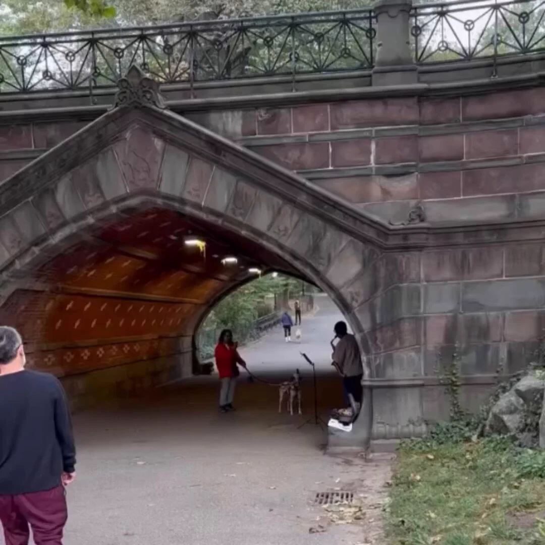 Central Park concert.. 😅 https://t.co/oAngBmfioZ