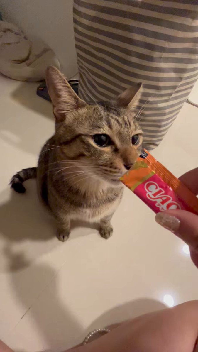 【一支純粹的貓咪吃播影片】

這是剛噴了我1.5w 全麻拔牙完
有點鈍鈍的但仍然貪吃的三寶

以及 @sh_Chang23 姨姨買給他的貓條

#三寶是隻話癆胖貓咪 https://t.co/IvWkEWzn8s