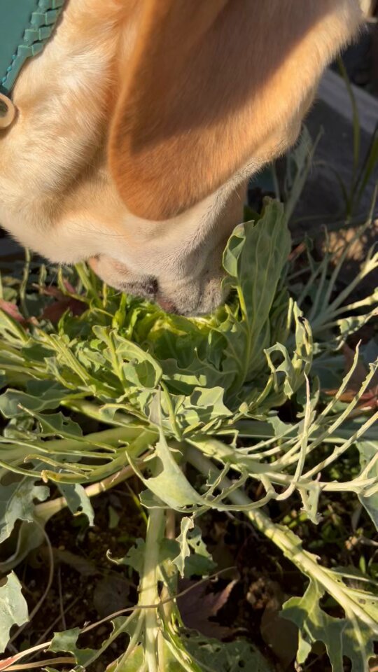 例のキャベツ…。 https://t.co/K2V0Rax6YS