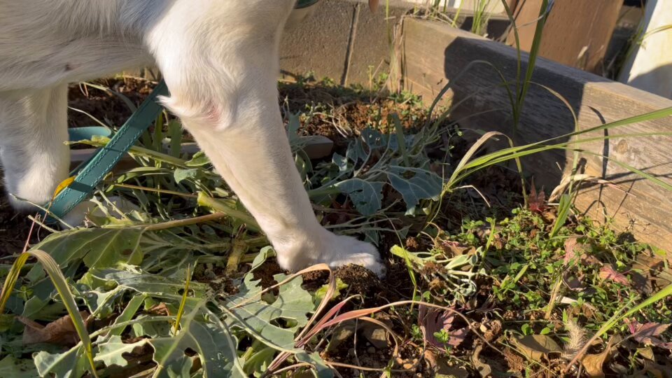 例のキャベツ…。 https://t.co/K2V0Rax6YS