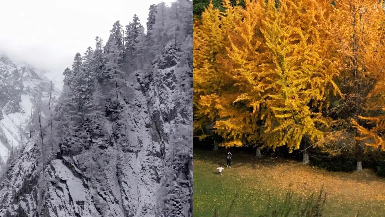 As the seasons shift, Mianyang unveils a tapestry of contrasting landscapes. In downtown Mianyang, the ginkgo trees are donning their golden robes, their leaves painting the streets in a warm, autumnal glow. Meanwhile, up north in Pingwu County, winter has made its grand entrance with the year's first heavy snowfall, blanketing the landscape in a pristine white. Experience the duality of nature's beauty in Mianyang – where autumn's gold meets winter's white. #AutumnGold #WinterWhite #MianyangSeasons