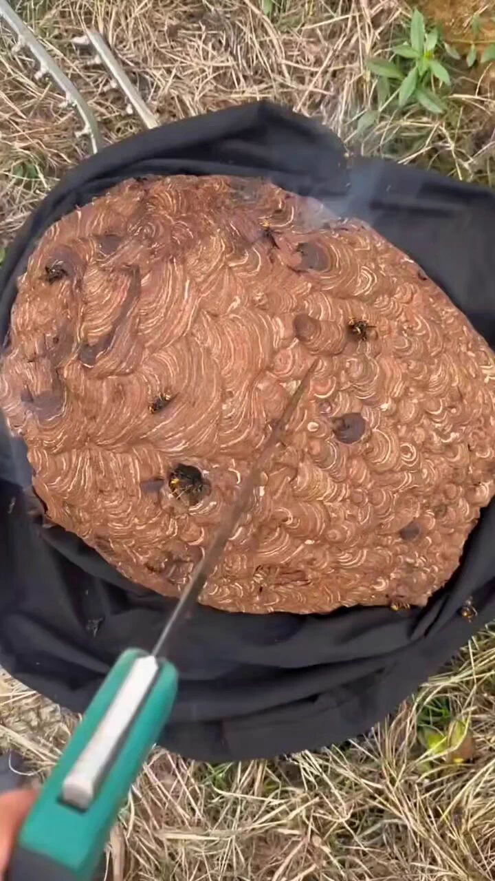 Anatomy of a hornets nestThis is incredible https://t.co/R4lju1NVCp