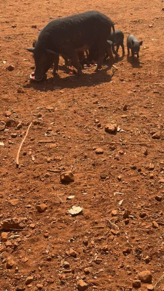 woc 雲燒一家整整齊齊 https://t.co/YRA7c3b4A3