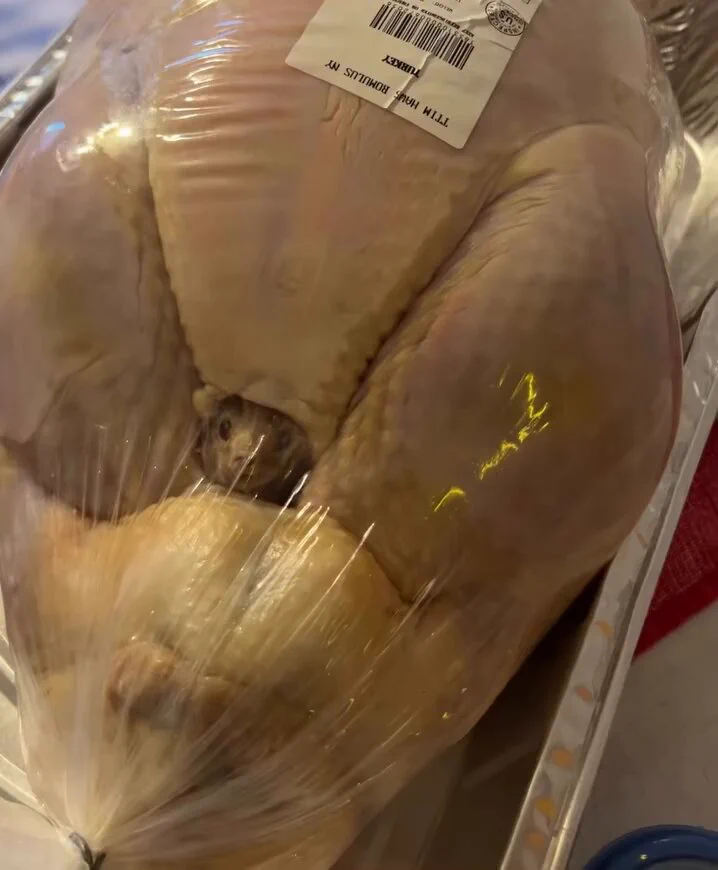 The turkey was pregnant @ harmony_king007 https://t.co/LY4D1Rqp8c