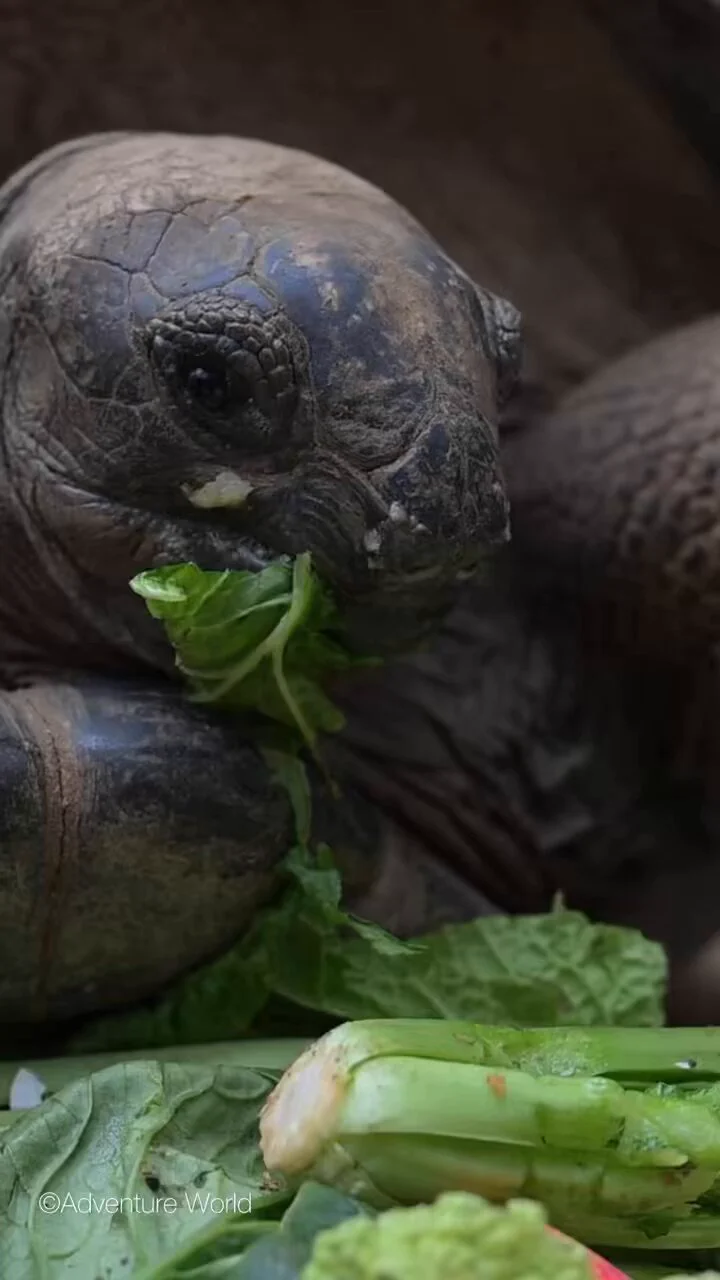 最大200㎏になるずっしりヘビーなアルダブラゾウガメのヘルシーな食事タイムをお届け♪ https://t.co/1Pu6LdD0am