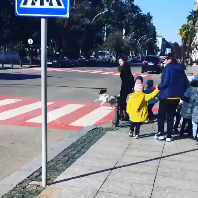 In Georgia there is a stray dog called Kupata who regularly arrives to help children cross the road.. https://t.co/I7iO1KWe2h