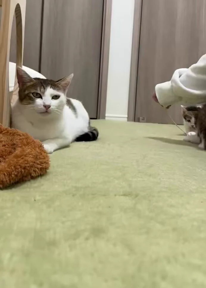 スローモーションで撮影したら可愛すぎた子猫のダッシュ💨 https://t.co/9wrfy30LHd