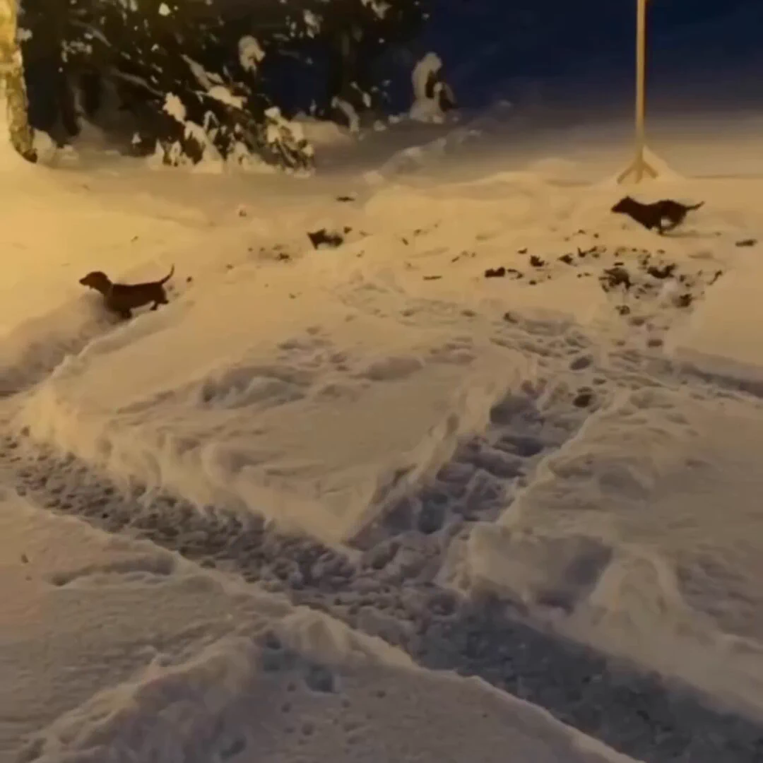 Winter Wiener racetrack.. 😅 https://t.co/pwx6EzI5aS