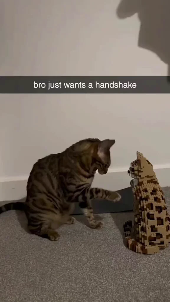 Happy #Caturdayhttps://t.co/Im4676PRT2