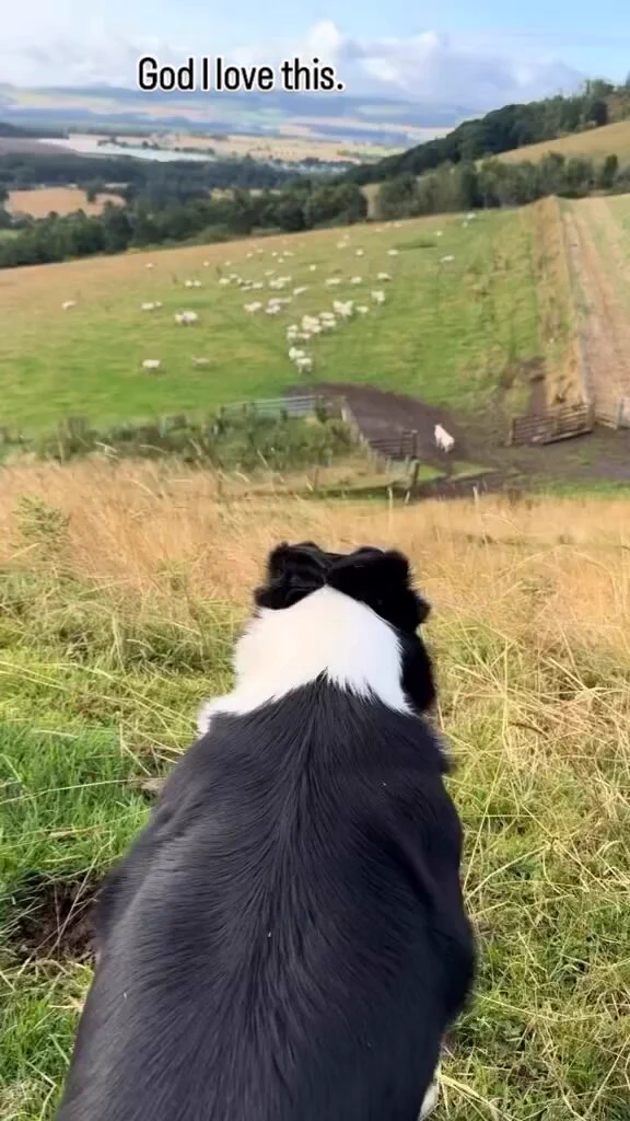 Herding skills.. 💪 https://t.co/ZzoYzPjUQo