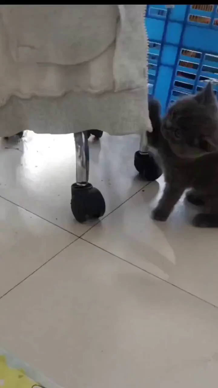Don’t challenge a kitten.. 😂 https://t.co/8bz09IEKtr