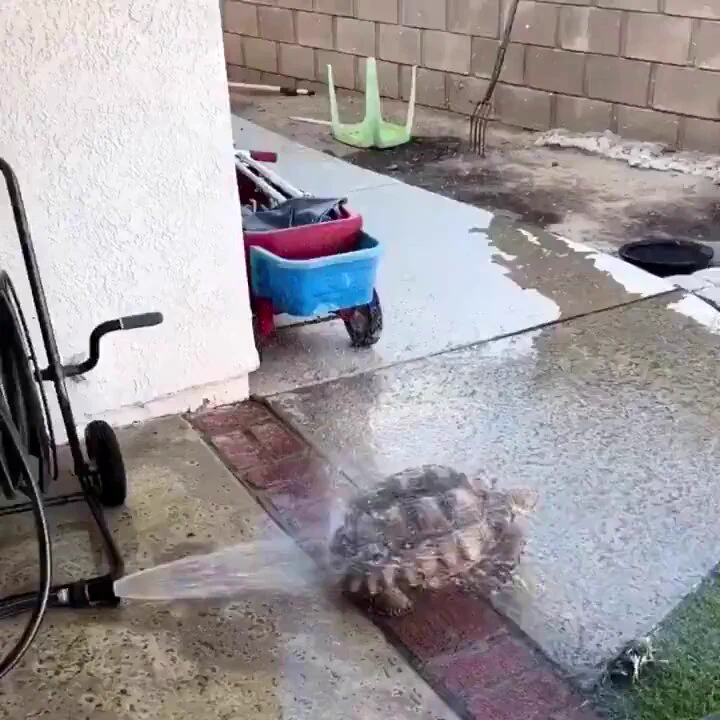 Tortoise enjoying the hose.. 😅 https://t.co/zEryYlimdL
