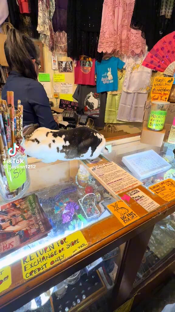 お釣りウサギが返してくれるの可愛いww https://t.co/eyaKZyFeCV