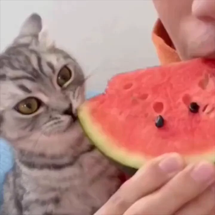 When he realized red is the good part of the watermelon.. 😅 https://t.co/vBQxWLfaxB