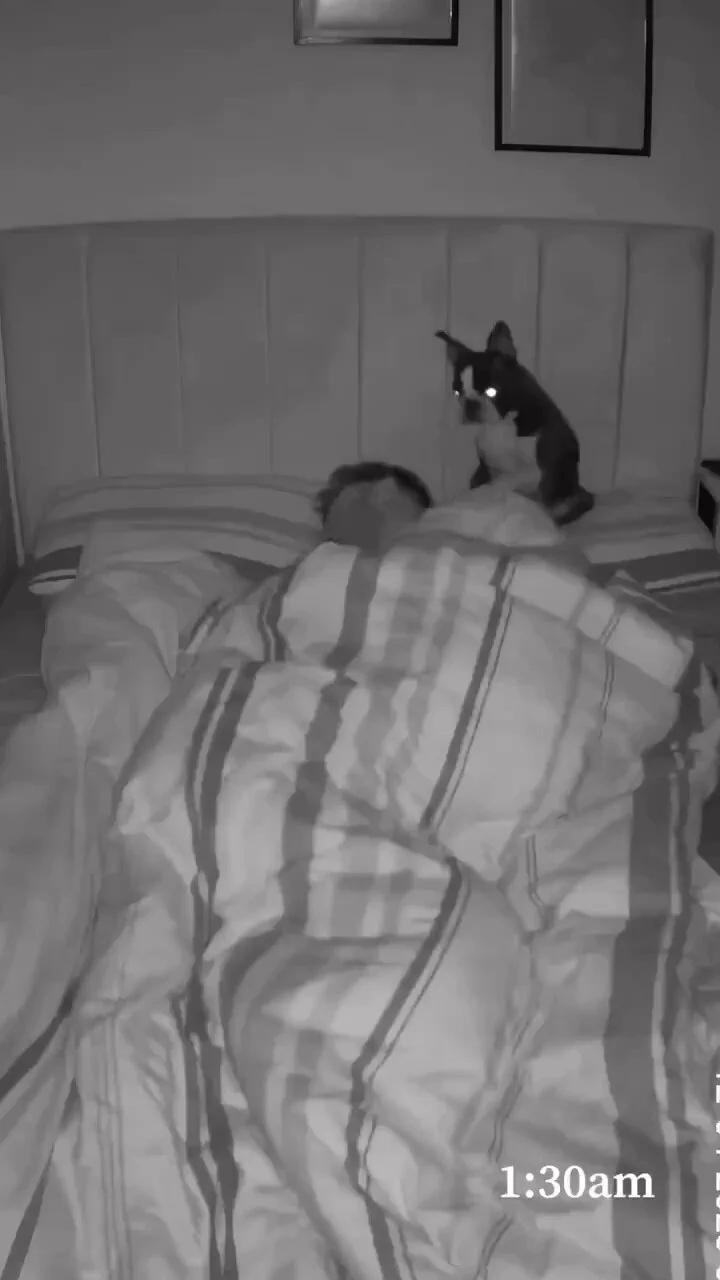 Trying to sleep when you have a clingy dog.. 😂 https://t.co/Cqv9stsY8t