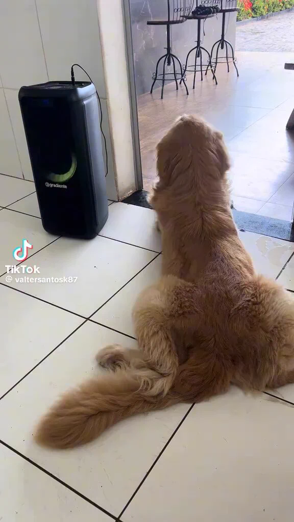 This is Mufasa. He found the groove and he is WORKING IT. 14/10 https://t.co/UFzG6XBMsB