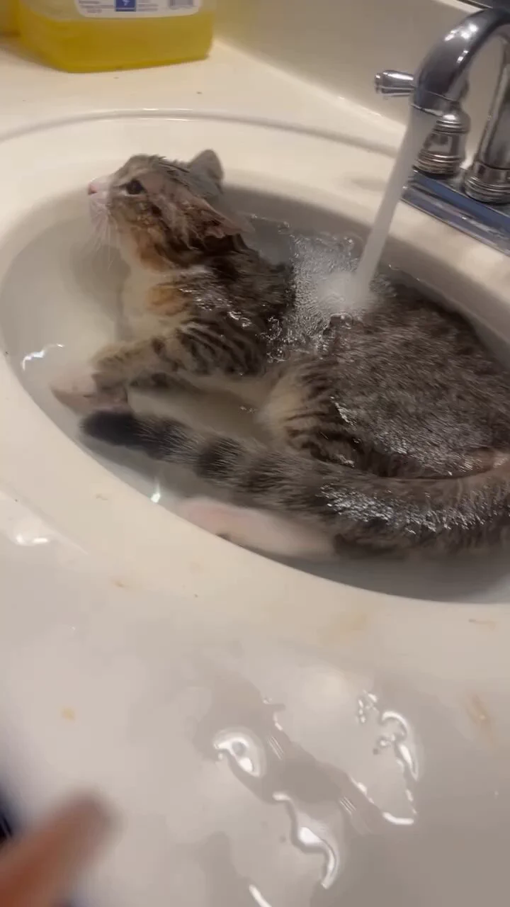 気持ち良さそう https://t.co/nJq9dVbgfi