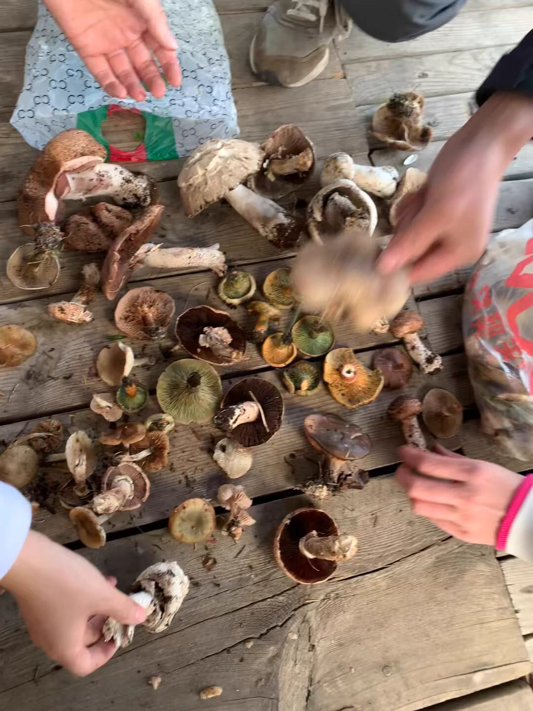 不懂就问 这是我们去森林摘的野生蘑菇🍄 花花绿绿的 然后当地的游牧民族拍着胸脯说"没事"没毒 晚上还炒菜给我吃了 现在脑子有点晕是怎么回事🤔 https://t.co/LwI4u1JcpM