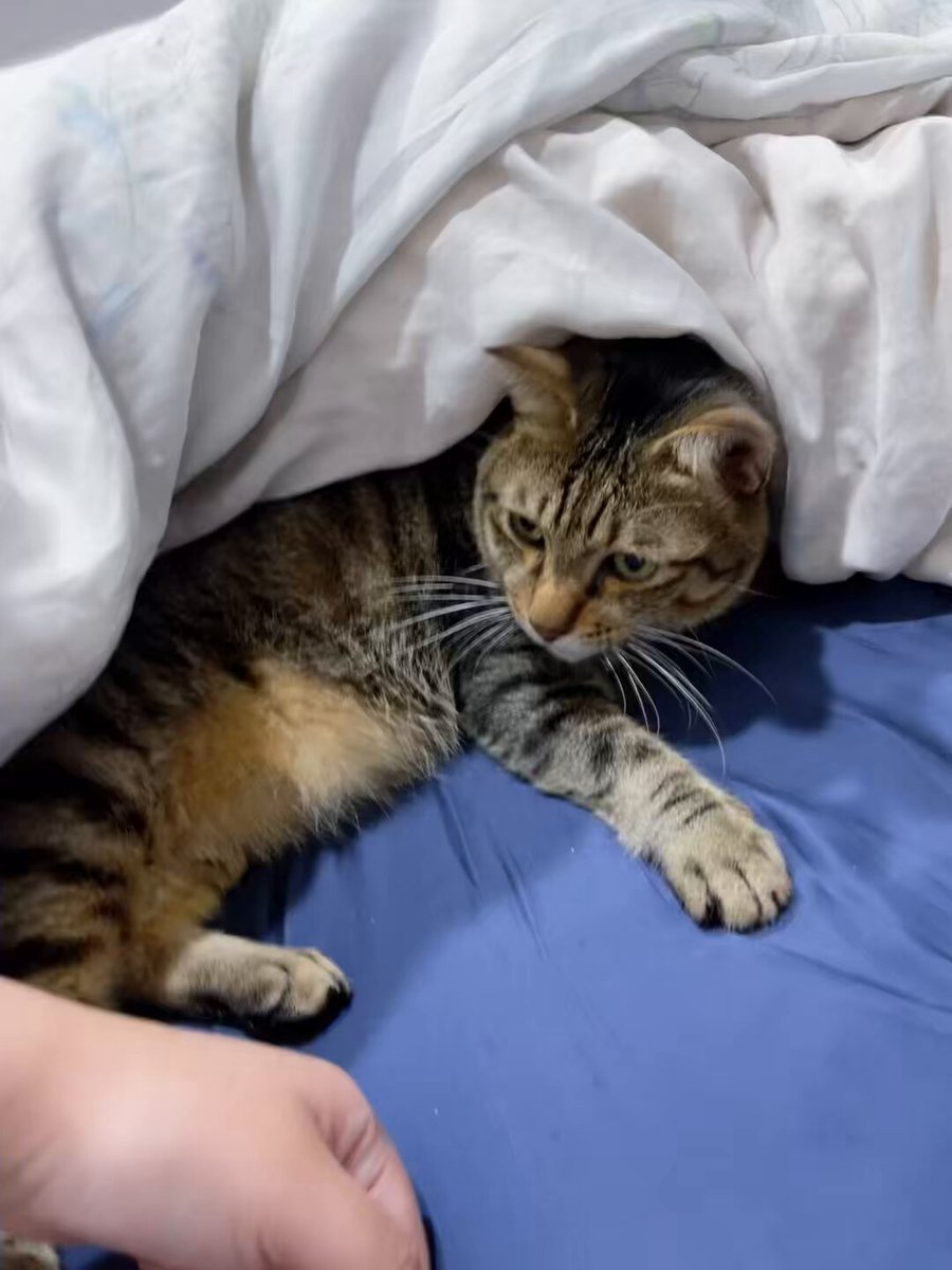 當我的貓真是辛苦你了⸜(* ॑꒳ ॑* )⸝

#三寶是隻話癆胖貓咪 https://t.co/j7byaSdTeb