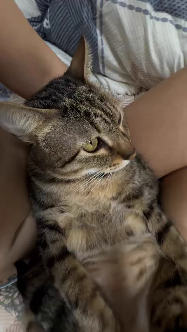 我也想要有帥哥對我賴著不走🐱❤️ https://t.co/gdyCeKhkcd
