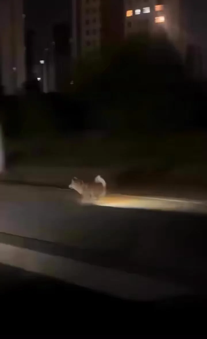 ⭐️めっちゃ無敵なイッヌがいて草wwww
 https://t.co/265ZGwzgPM