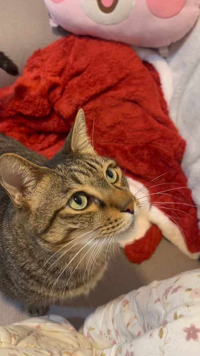 🔈貓咪進食ASMR

明天要外宿 
提前在家陪了他一天
再用貓條賄賂慰問一下ʕ •ᴥ•ʔ

#三寶是隻話癆胖貓咪 
#貓咪吃播 https://t.co/fF54Qxi8zg