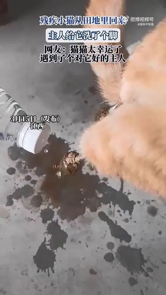 残疾小猫从田地里回来，主人给它洗了个脚，网友：猫猫太幸运了，遇到了个对它好的主人！！！！！ https://t.co/6lNCcCd2Pb