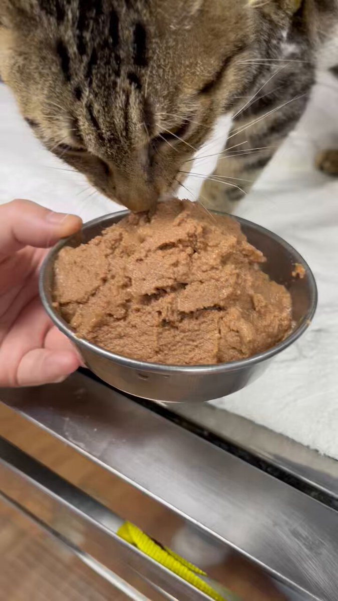 《認養文》
結紮後的小母貓
還是幼貓
親人並且貪吃
會使用貓砂
撒嬌但稍微有一點點🤏膽小
但可以慢慢培養膽子
會哈氣但完全不咬人超好笑
會撒嬌翻肚
下週一預計會被送到收容所
有沒有願意給他一個家的
#認養 #送養 #小母貓 #討喜 #活潑 #話癆 
#幫我分享拜託啦 https://t.co/qTt1Uz1A9k