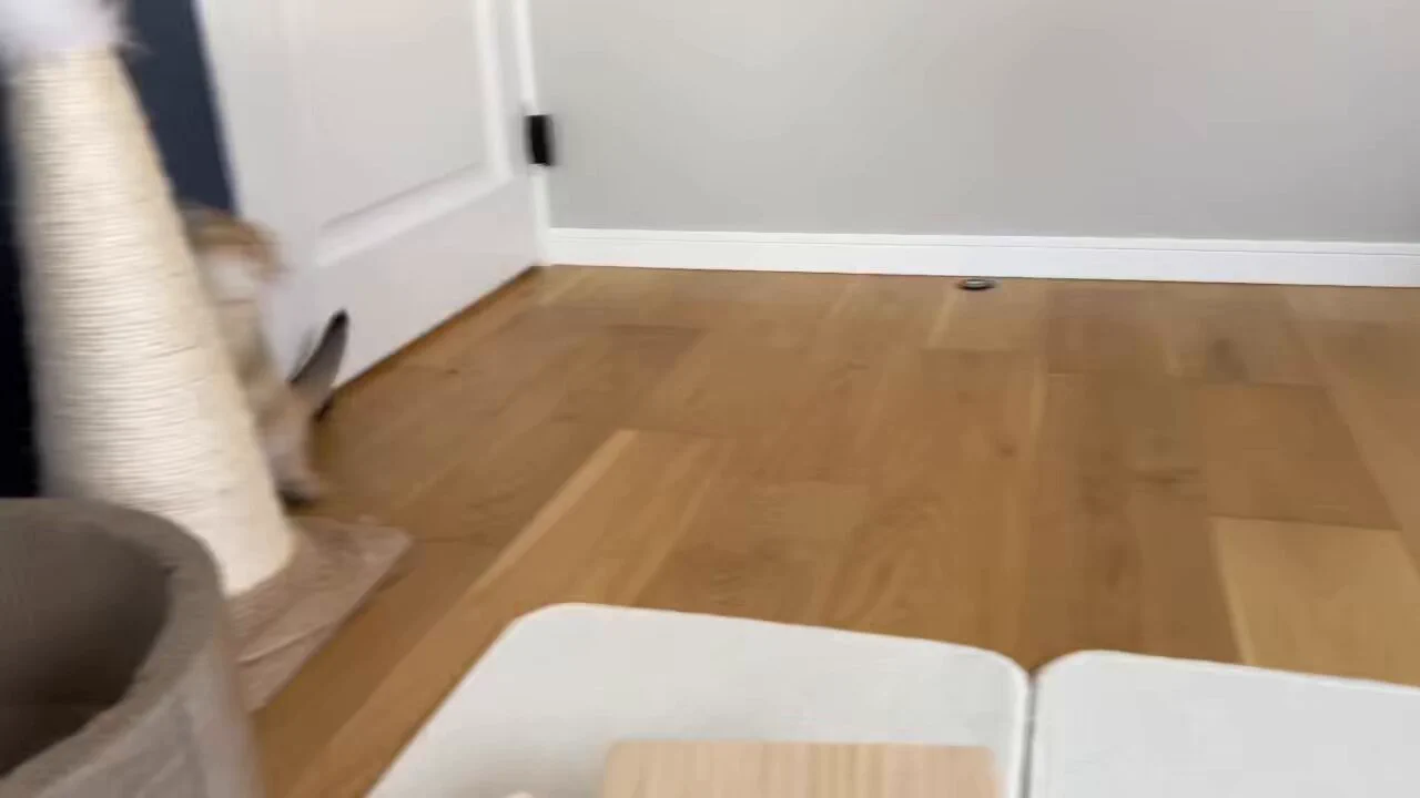 イキって挑んだらワンパンで倒されて苦し紛れの威嚇した子猫
 https://t.co/3XkVbJdAEp