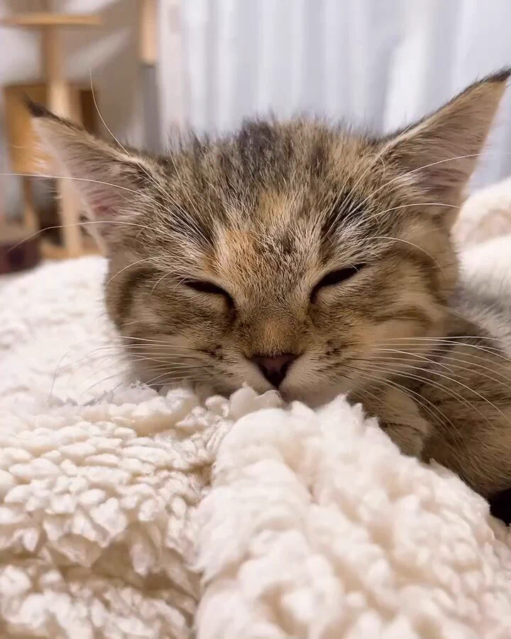 eepy https://t.co/e6myts755T