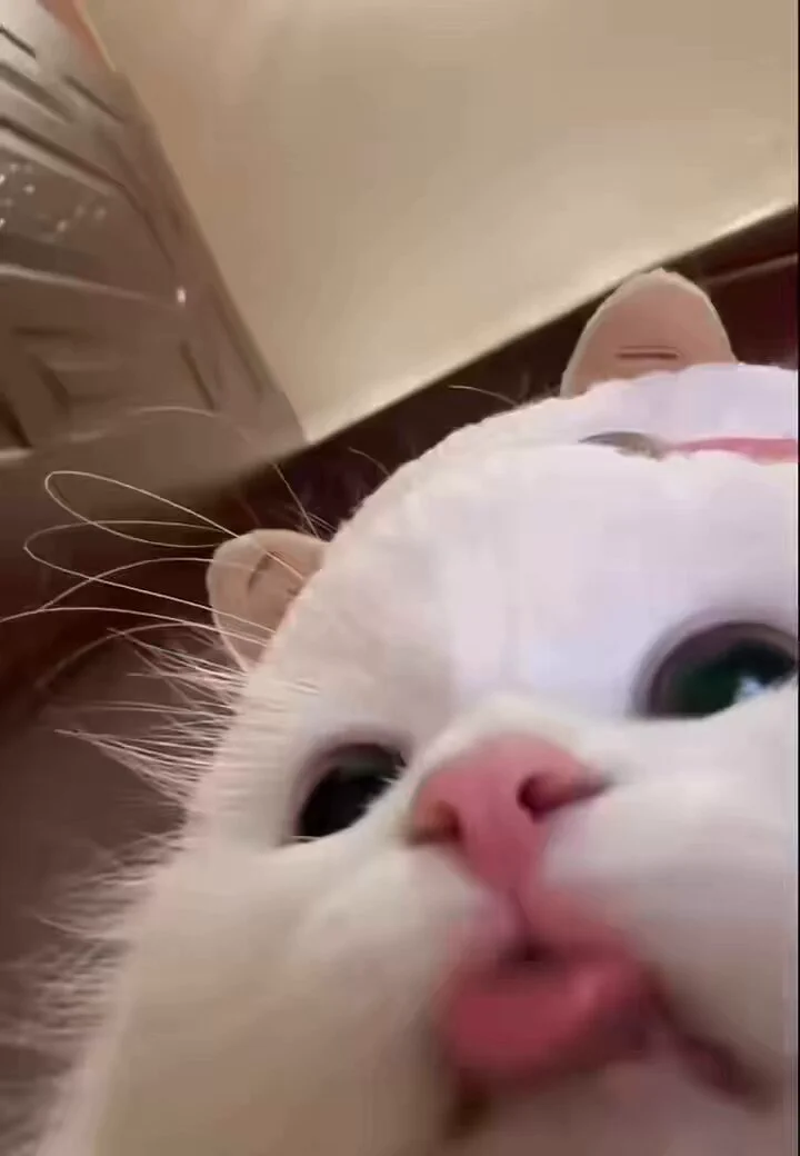 睡醒了(´-ωก`)老公我想你快和我说早安🥺 https://t.co/uYVg17KKLQ