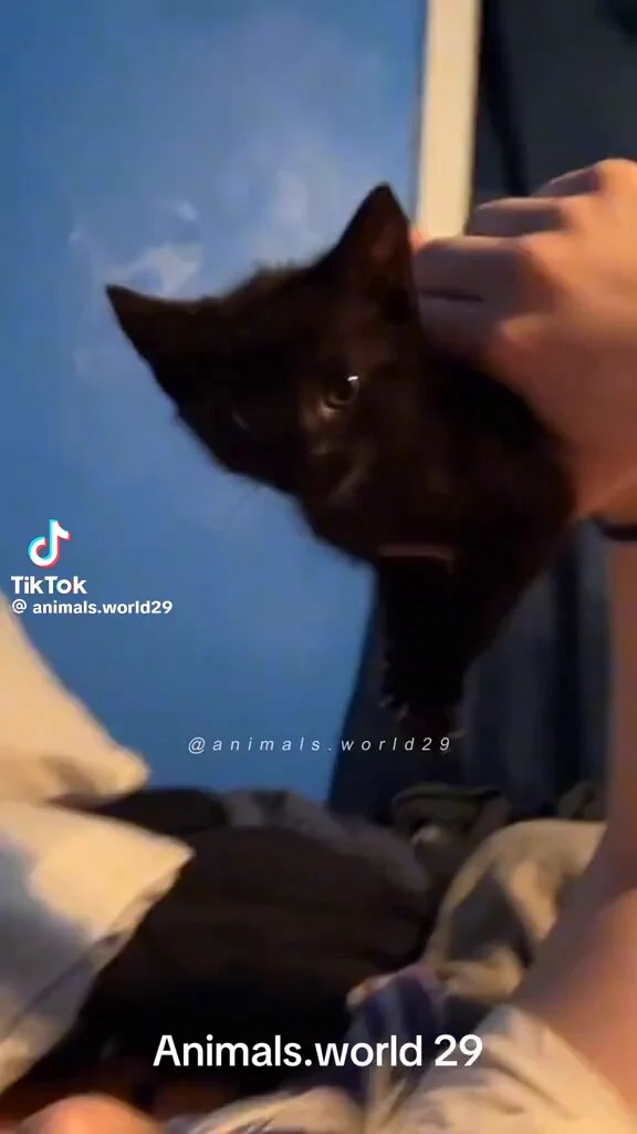 かわいい猫シリーズずっと見てられる🥰
 https://t.co/yOuGooPAVn